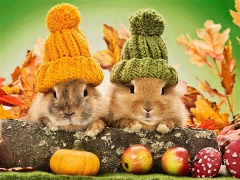 cute fall animal pictures|fall animal wallpaper.